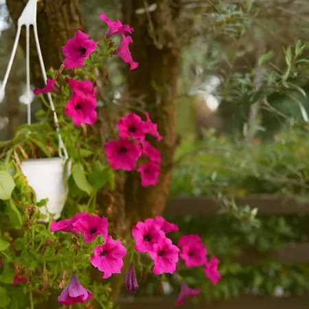 公寓式酒店 Eva 4*